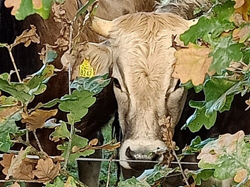 koeien bij Biologische Boerderij 'De Pasop'