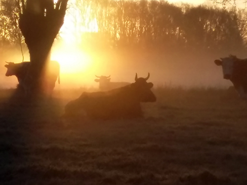 Koeien in de mist bij Biologische Boerderij 'De Pasop'