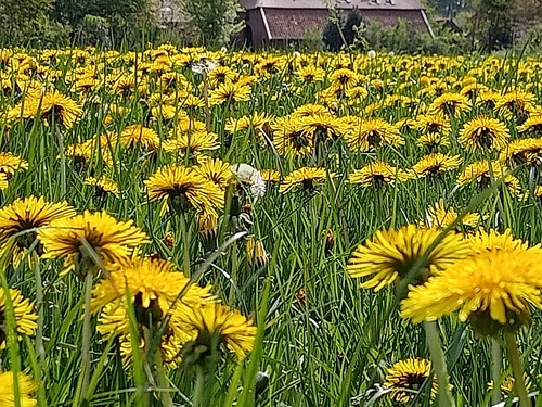 natuur bij Biologische Boerderij 'De Pasop'